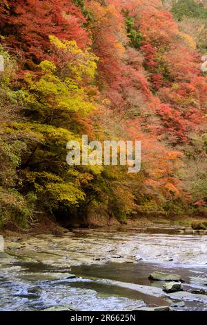 Autumn leaves of Yoro Valley Stock Photo