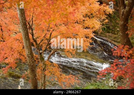 Autumn leaves of Yoro Valley Stock Photo