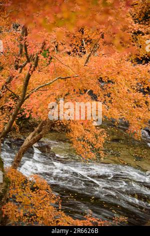 Autumn leaves of Yoro Valley Stock Photo