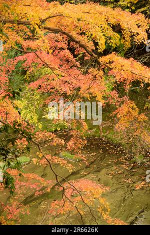 Autumn leaves of Yoro Valley Stock Photo