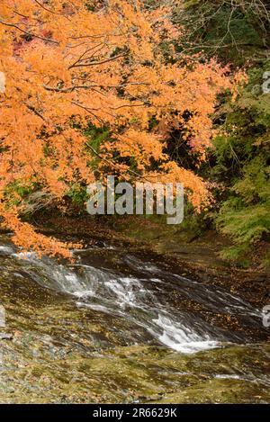 Autumn leaves of Yoro Valley Stock Photo