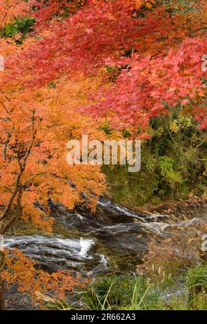 Autumn leaves of Yoro Valley Stock Photo