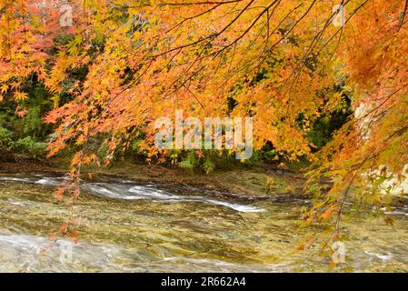 Autumn leaves of Yoro Valley Stock Photo