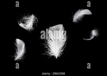 White floating feather isolated on a black background. Stock Photo