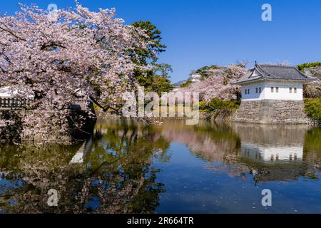 Cherry blossoms in full bloom at Odawara Castle Site Park Stock Photo