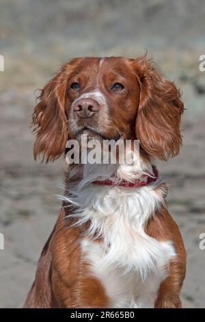Sprocker Spaniel Stock Photo