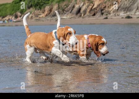 two basset hounds running in the sea Stock Photo