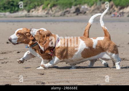 Two basset hounds running on the beach together Stock Photo