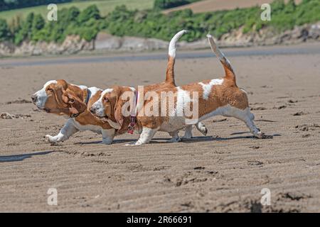 Two basset hounds running on the beach together Stock Photo