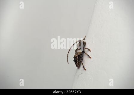 Single Longhorn beetle (Pogonocherus hispidus) on a wall, macro photography, insects, beetles, biodiversity, nature Stock Photo