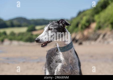 Rough coated lurcher on beach Stock Photo