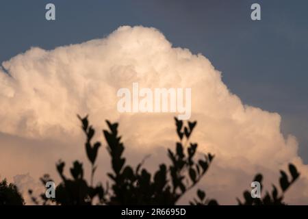 A bright blue sky filled with fluffy white clouds, dotted with a single tall tree and lush green plants. Stock Photo