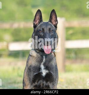 belgian shepherd Malinois Stock Photo