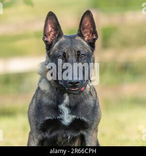 belgian shepherd Malinois Stock Photo