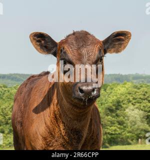 portrait Aberdeen Angus cow and calf in field Stock Photo - Alamy