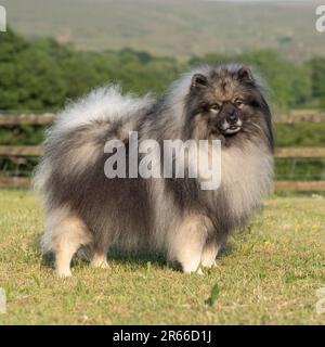 keeshond Stock Photo