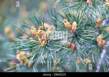 Young green pine cone, emerging resh pine cone in natural green color. Stock Photo
