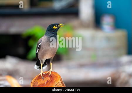 Common Myna bird, latin name Acridotheres Tristis Tristis, is sitting on the trunk. Bamboo island, Thailand. Stock Photo