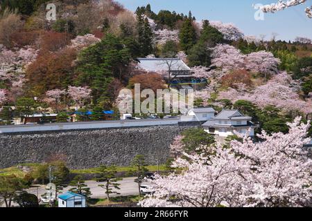 Kasumiga Castle Park cherry blossoms Stock Photo - Alamy