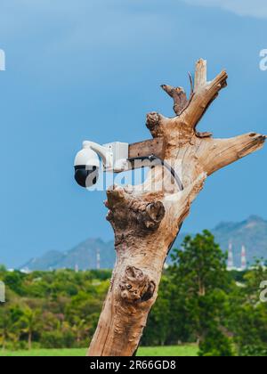 Closed circuit camera multi-angle CCTV system camera installed on dead tree in the garden. Security surveillance camera on tree stump in the park. Cov Stock Photo