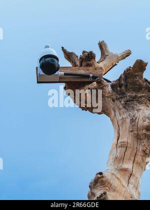 Closed circuit camera multi-angle CCTV system camera installed on dead tree in the garden. Security surveillance camera on tree stump in the park. Cov Stock Photo