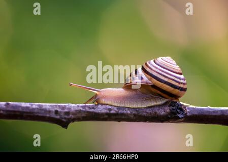 Garden snail (Cornu aspersum) crawling on branch twig in forest  nature close up green background Stock Photo
