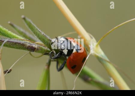 Natural detailed close up on the colorful seven-spot ladybird , Coccinella septempunctata Stock Photo