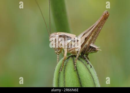 Natural closeup on a juvenile Grey Bush-cricket, Platycleis albopunctata, sitting on top of vegetation Stock Photo