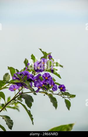 A purple flower near Lake Geneva Stock Photo