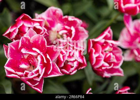 Tulips with unusual bright red petals with white edges on a flower bed in the Netherlands, close-up, top view Stock Photo