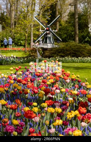 Colorful tulips, hyacinth and daffodils and the mill in the background in the side on a field in Keukenhof, the Netherlands Stock Photo