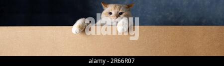 4x1 banner for website, social network, print. Impudent white cat with a sand-colored sign on a black background Stock Photo