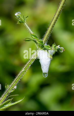 Cuckoo spit, caused by froghopper nymphs (Philaenus spumarius) Stock Photo