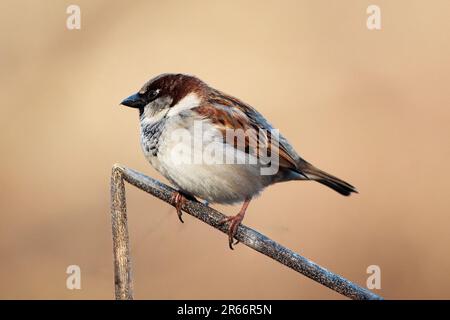 A House Sparrow perched on a twig in a garden with blurred background Stock Photo