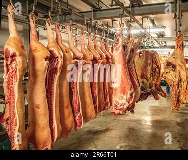 The meat processing plant. carcasses of beef hang on hooks. — Stock Photo ©  milanchikov #146452843