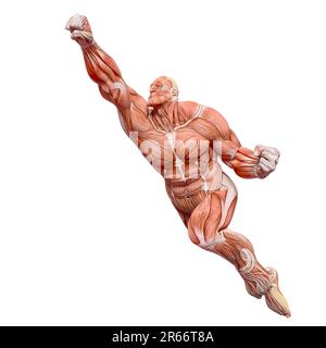 muscle maps of a strong man posing. This guy in clipping path is very  useful for graphic design creations, 3d illustration Stock Photo - Alamy