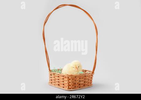 Basket with cute little chick on grey background Stock Photo