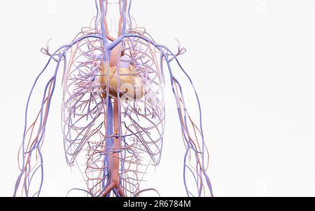 Human Circulatory System and Cardiovascular System are the heart, blood and blood vessels.3D illustration. 3D illustration. Stock Photo