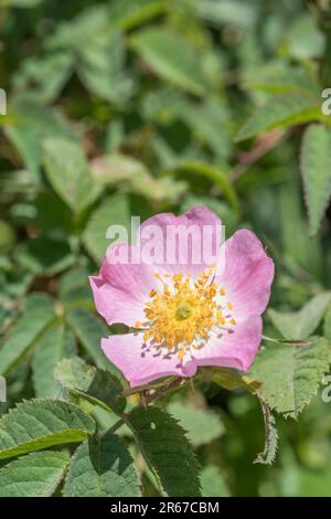Close shot of Wild Rose flower in sunshine. ID uncertain. May be Dog Rose / Rosa canina variant, or of Sweet Briar / Rosa rubiginosa agg. See Notes. Stock Photo