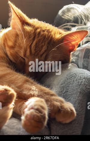 Cute ginger cat sleeping on a blanket in sunlight close up Stock Photo