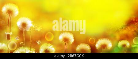 Flower panorama. Blurred nature background. Fluffy flowers, copy space. In the spring, summer. Subtle artistic image. Bright warm natural background. Stock Photo