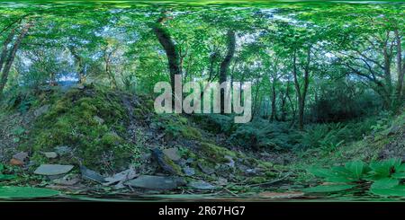 360 degree panoramic view of Dry Riverbed With Jurassic Forest Vegetation on Hartlands Coast
