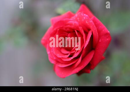 Red Rose flower plant Stock Photo