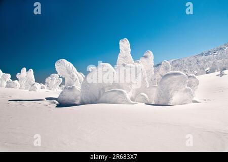 Frost covered trees in Zao Stock Photo