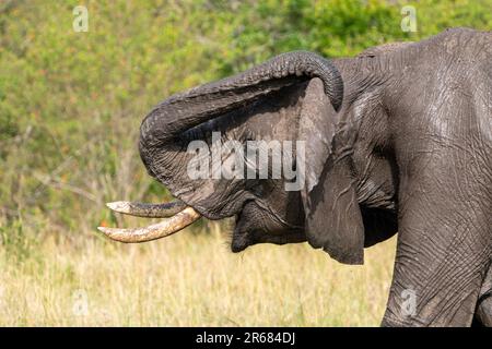 Side profile of an elephant scratching his ears. Taken in the Masai Mara Reserve in Kenya, Africa Stock Photo