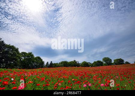 Poppies in Showa Kinen Park Stock Photo