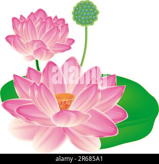 Realistic Oriental lotus - a flower isolated with a sheet, a full-blown ...