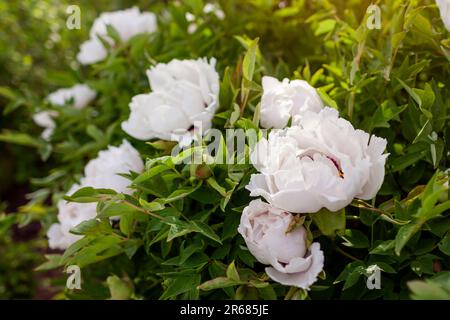 Close up of tree peony flowers in full bloom in spring garden at sunset. Floral background of white blossom in green leaves Stock Photo