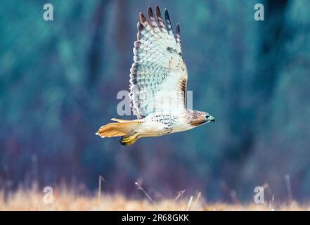 A majestic red-tailed hawk soars gracefully through the sky above a vibrant green field, its wings spread wide to capture the wind Stock Photo