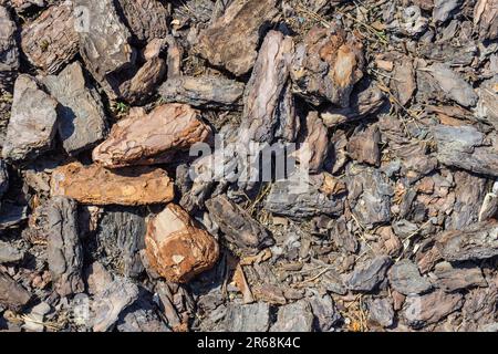 Wood bark natural texture, mulch from the background of a layer of pine bark close-up. Stock Photo